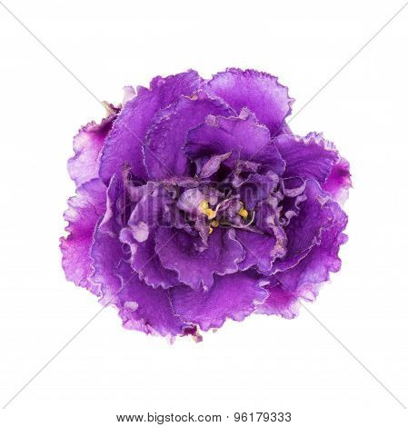 Violet flower isolated.