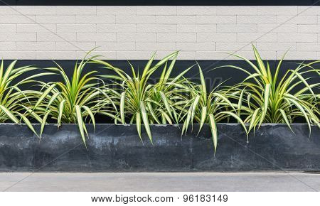 The Set Of Screw Pine With Brick And Black Background