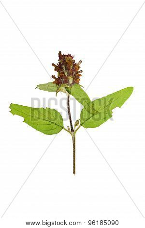 Pressed And Dried Flower On A Stalk Prunella Vulgaris. Isolated On White Background.