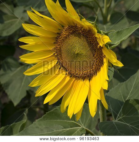 The Beautiful Flower Of Sunflower Looking Aside