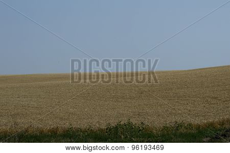 Corner Of A Wheat Field In The Summer