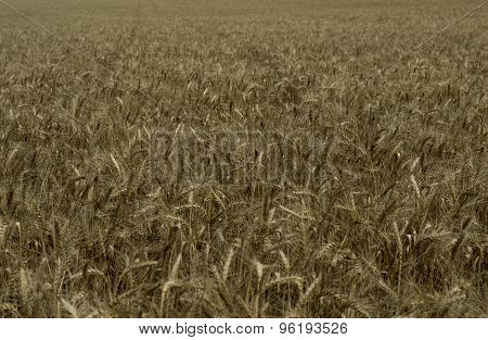 The Ripened Wheat Field Close Up