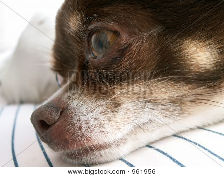 Fotobecky