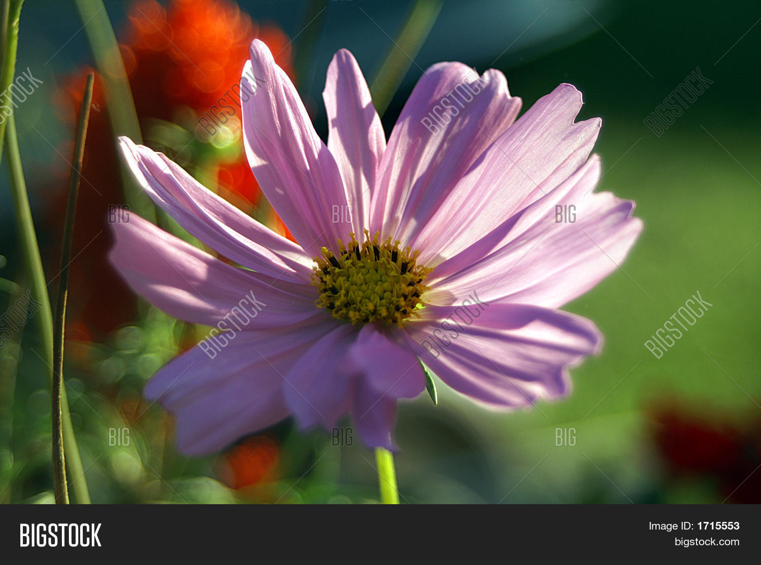 Purple Cosmos Flowers Image & Photo (Free Trial) | Bigstock