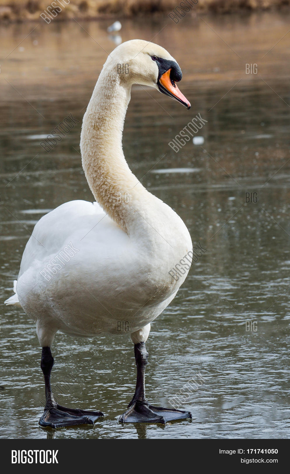 Closeup Swan Standing Image & Photo (Free Trial) Bigstock