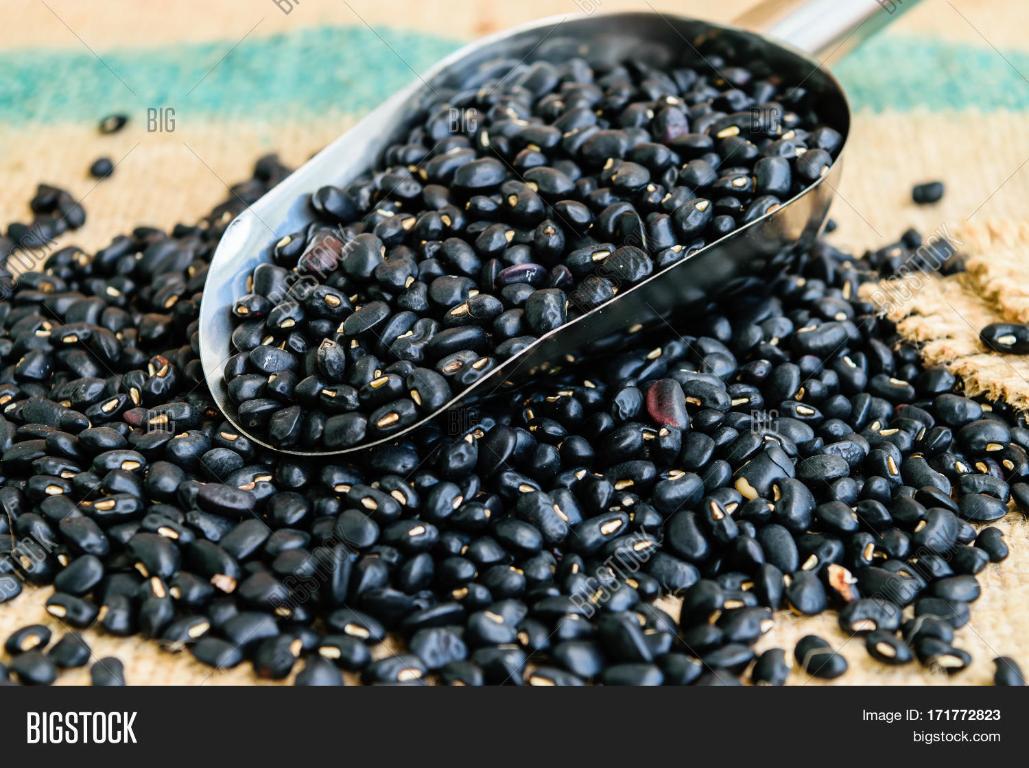 Black Beans Seeds Image & Photo (Free Trial) Bigstock