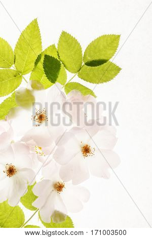 wild roses