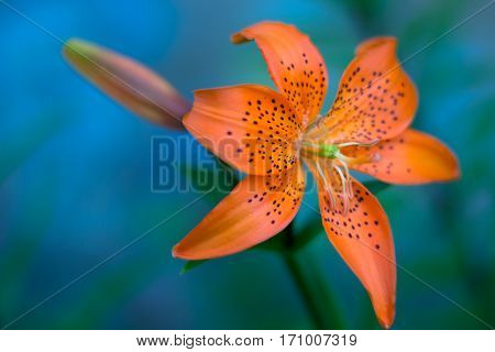 Orange lily against blurry blue background standalone