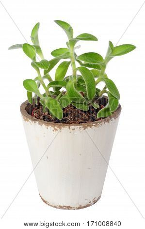 inchplant tradescantia zebrina 