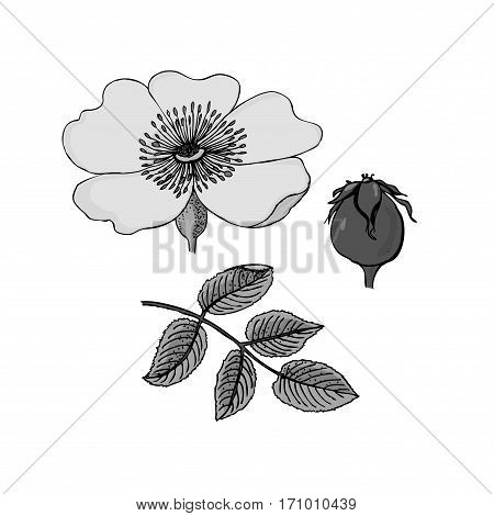 Vector illustrations - Floral set. Dog-rose flower leaf and berry
