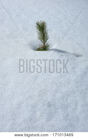 needles of pine tree under the snow in Etna Park, Sicily