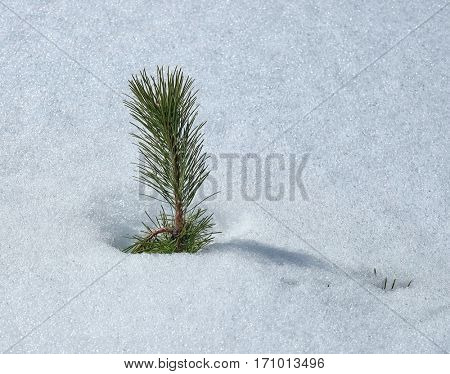 needles of pine tree under the snow in Etna Park, Sicily