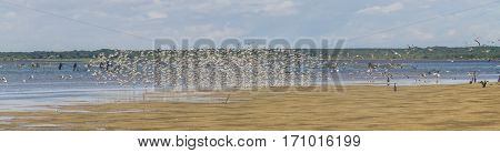 Group Of Sanderling At Lagoa Do Peixe