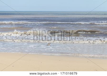 Group Of Sanderling And American Oystercatcher Flying