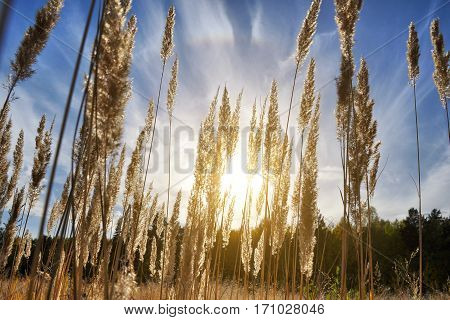 Tall grass in a field on the background of the setting sun and blue sky. Bright Sunny summer photo. Golden ears of grass swaying in the wind in the sun