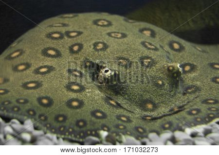 potamotrygon tigrina, tiger skate,  tiger river stingray in water. Ocean or sea, aquarium. endangered fish