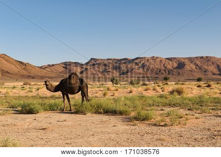 An Arabian camel, Camelus dromedarius, standing in the landscape of Ouzina, Morocco.