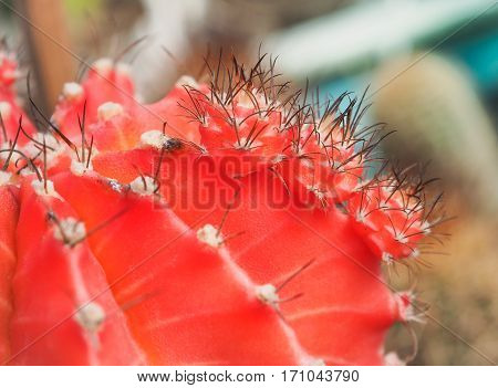 Red gymnocalycium mihanovichii, Succulent cactus closeup, Selective focus with place your text