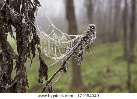 Frozen Spider Web
