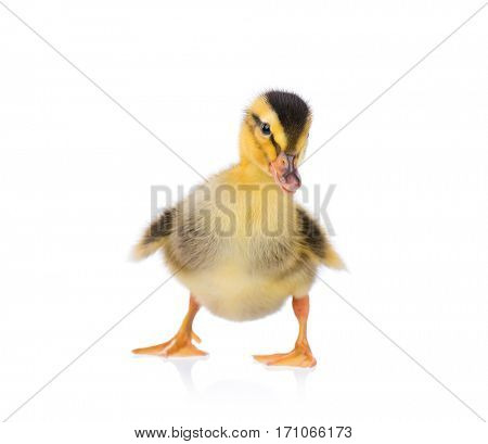 Cute little newborn fluffy duckling. One young duck isolated on a white background. Nice small bird.