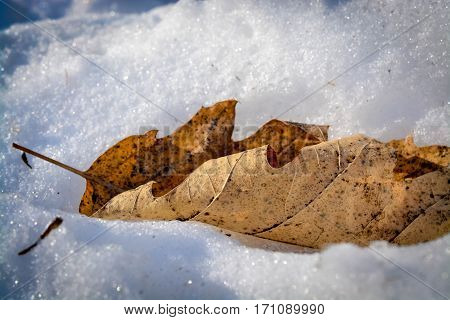 Image of a leaf in the snow on a sunny winter day