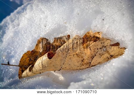 An macro image of a leaf in the patk on a winter day