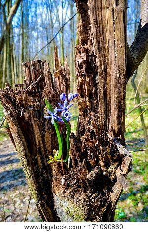 Flower who had grown in the tree