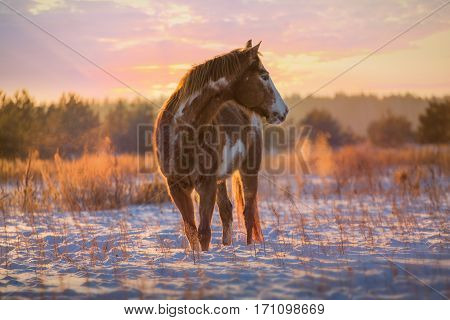 Red piebald horse runs on snow on sunset background