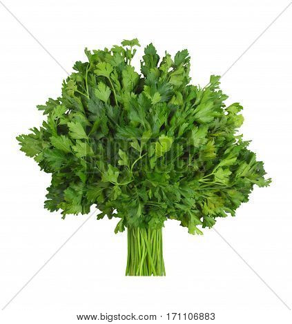 A bunch of fresh parsley isolation on a white background without shadows. Top view. Cilantro.