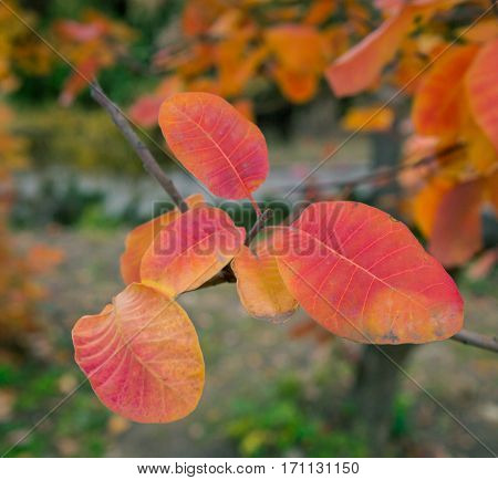 Beautiful red and yellow leaves of smoke bush Cotinus