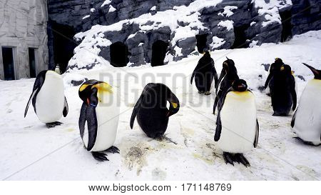 Penquin Animal Stand And Sleep In Winter Snow
