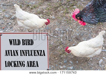 Sign with red border and inscription in English Wild Bird - avian influenza Locking area. In the background a rooster and two chickens.