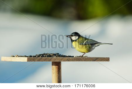 Great tit Parus Major on feeder at winter day