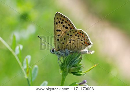 Lycaena tityrus, Sooty Copper butterfly in the grass.