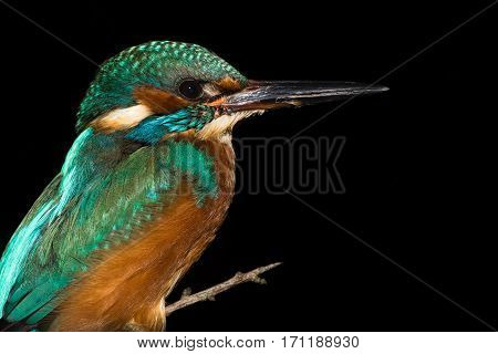 Kingfisher (Alcedo atthis) perched against black background. Common kingfisher in the family Alcedinidae roosting on alder on river bank isolated against black background