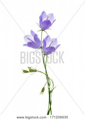 Three bellflowers isolated on white.