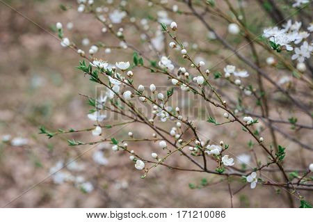 spring cherry blossom tree in the garden.