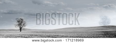 Wheat field with bare trees in Canadian Prairies Mankota Saskatchewan - minimalistic picture