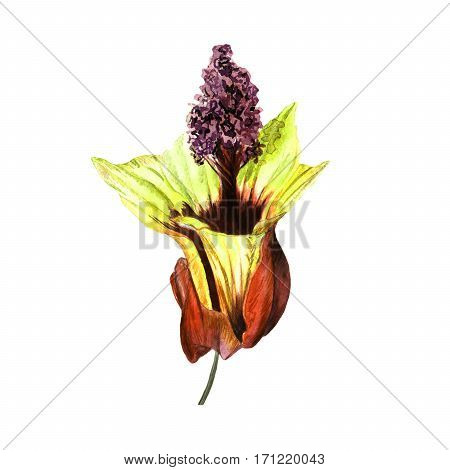 Tropical Hawaii leaves and flowers in a watercolor style isolated. Aquarelle wild flower for background, texture, wrapper pattern, frame or border.