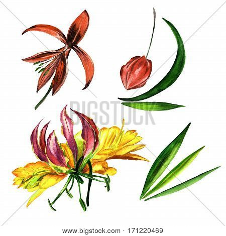Tropical Hawaii leaves and flowers in a watercolor style isolated. Aquarelle wild flower for background, texture, wrapper pattern, frame or border.