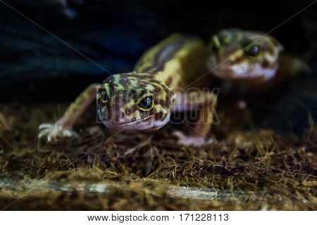 eublepharis spotted peeking out of a hole