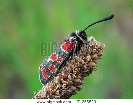 Zygaena filipendulae in beautyfull green nature, macro shot
