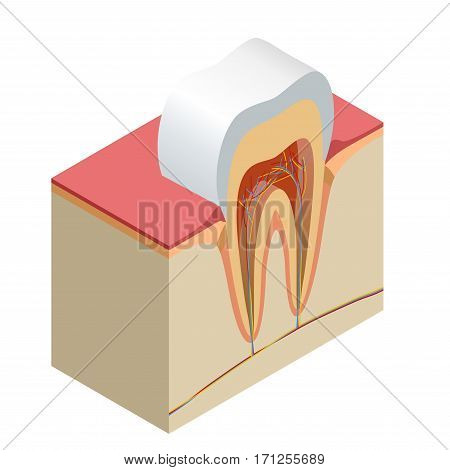 Isometric real tooth anatomy closeup cut away section model side view realistic vector illustration.