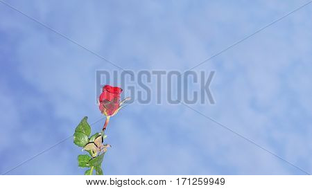 Red roses in the blue sky background