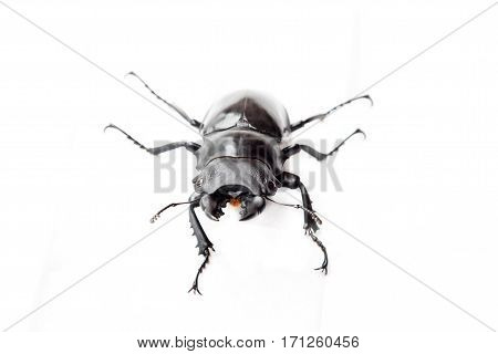 Insect Bug Beetle (dorcus Gracilicornis)