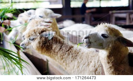 Feed for alpacas at the farm in holiday. Alpacas are kept in herds that graze on the level heights of the Andes of southern Peru, northern Bolivia, Ecuador, and northern Chile at an altitude.