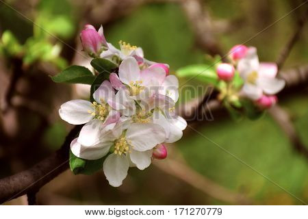 Blossoming apple closeup. Delicate herb fragile flowers of apple. Spring came. Nature awoke. The bright colors of spring. The fragrance of blooming gardens.