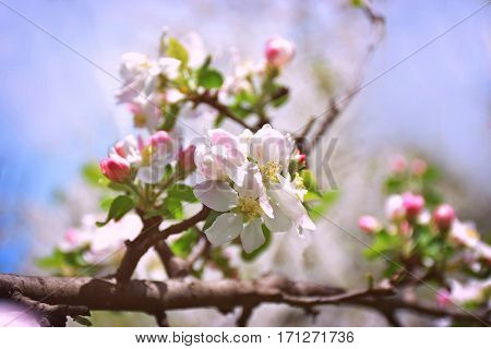Blossoming apple closeup. Spring sunrise in the garden. Delicate herb fragile flowers of apple. Spring came. Nature awoke. Starting a new life. Beauty is in the details.