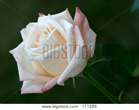 Belle Rose blanche