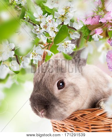 Easter bunny and Easter eggs on green grass, close-up.